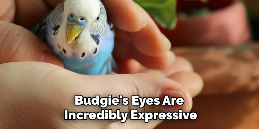 Budgie's Eyes Are 
Incredibly Expressive