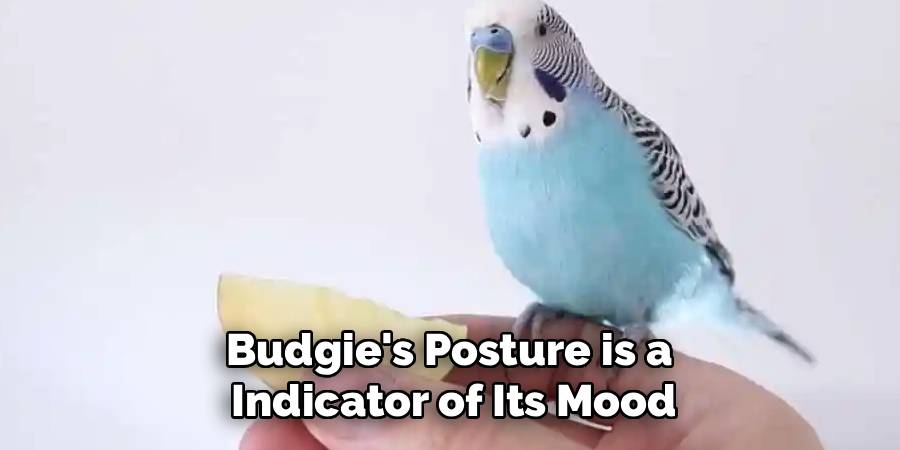 Budgie's Posture is a 
Indicator of Its Mood