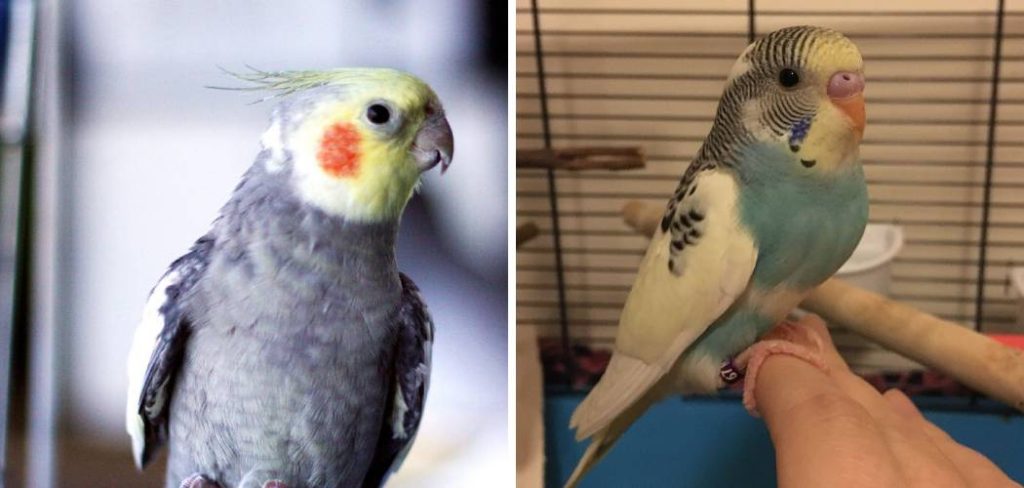 How to Tell if a Budgie Is Scared